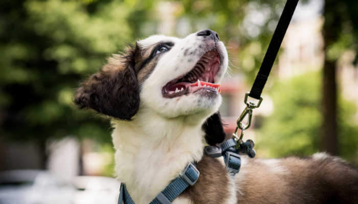 Image of dog on lead looking upwards