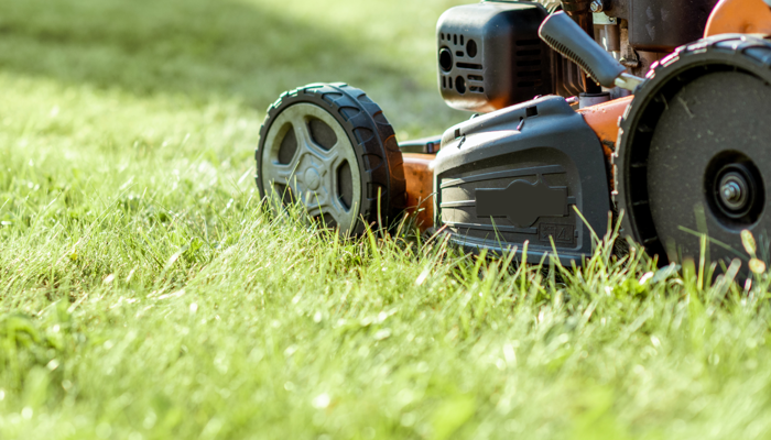 Grass cutting service update 2024