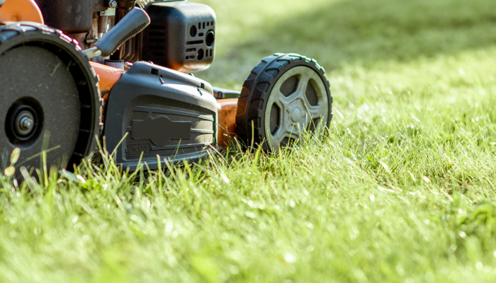 Grass cutting service update 2024